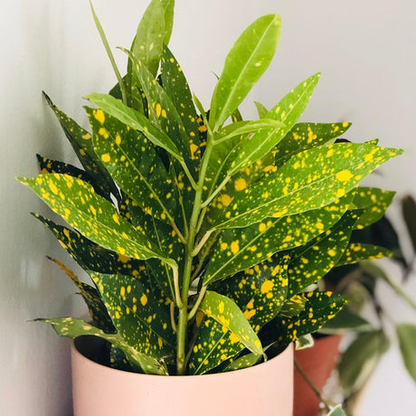 Pom de Aur Japonez Aucuba Crotonifolia