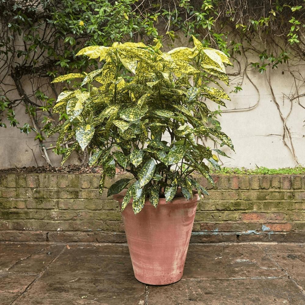 Pom de aur japonez Aucuba Crotonifolia, 30-35 cm inaltime, in ghiveci de 2L