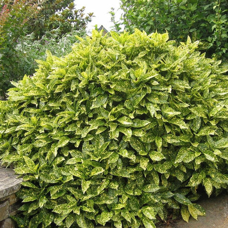 Pom de aur japonez Aucuba Variegata, 50-60 cm inaltime, in ghiveci de 5L