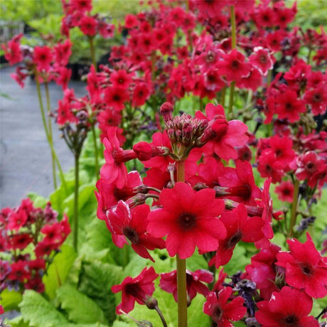 Black Friday - Reduceri Primula (Ciubotica Cucului) Millers Crimson, cu flori rosii intense Promotie