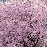 Prun ornamental japonez Hollywood (Prunus cerasifera) - VERDENA-80-100 cm inaltime in ghiveci de 7.5 l