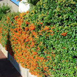 Pyrachanta Orange Glow - VERDENA-livrat in ghiveci de 3 L