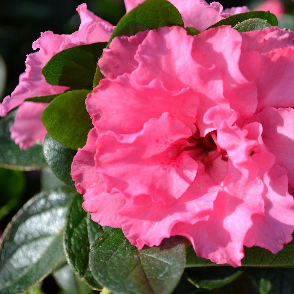 Rhododendron Bloom Champion Pink, livrat in ghiveci de 3L