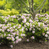 Rhododendron Bloombux, 25-30 cm inaltime, in ghiveci de 5L