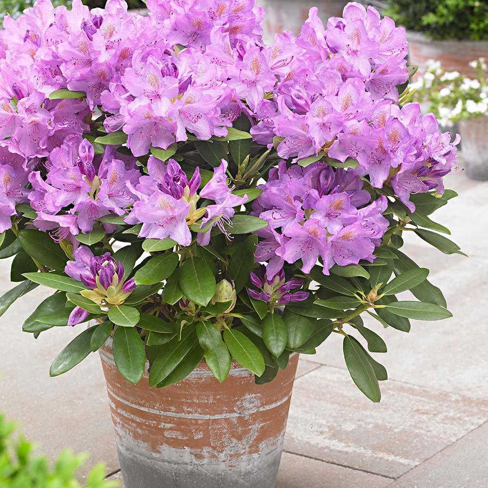 Rhododendron Hybrid Grandiflorum, 25-30 cm. la livrare in ghiveci de 5L