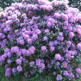 Rhododendron Hybrid Grandiflorum, 25-30 cm. la livrare in ghiveci de 5L