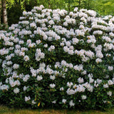 Rhododendron Hybride Cunninghams White, 25-30 cm. la livrare in ghiveci de 5L