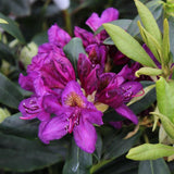 Rhododendron Marcel Menard, 25-30 cm la livrare in ghiveci de 5L