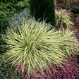 Iarba Ornamentala Carex Rogoz Goldband