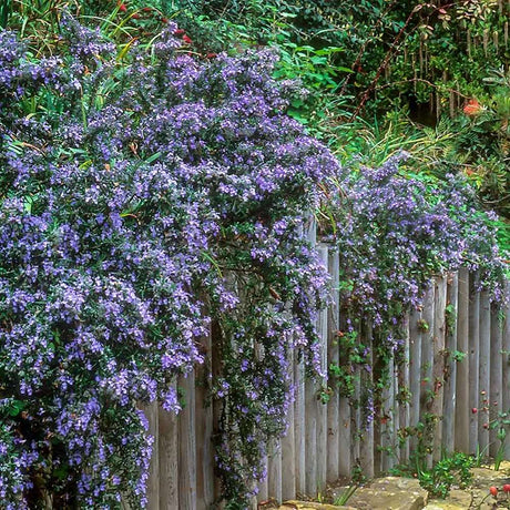 Rozmarin Prostatus Curgator in ghiveci - Parfum Intens