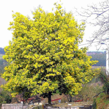 Black Friday - Reduceri Salcam argintiu, Mimosa pudica (Acacia Dealbata), cu flori galbene Promotie