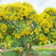 Salcam argintiu, Mimosa pudica (Acacia Dealbata), cu flori galbene