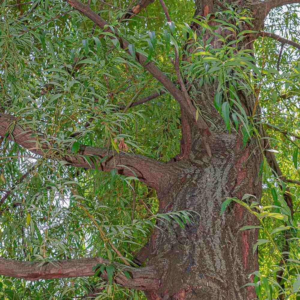 Salcia de Aur Plangatoare (Salix Sepulcralis Chrysocoma) - VERDENA-150-175 cm inaltime, livrat in ghiveci de 5 l