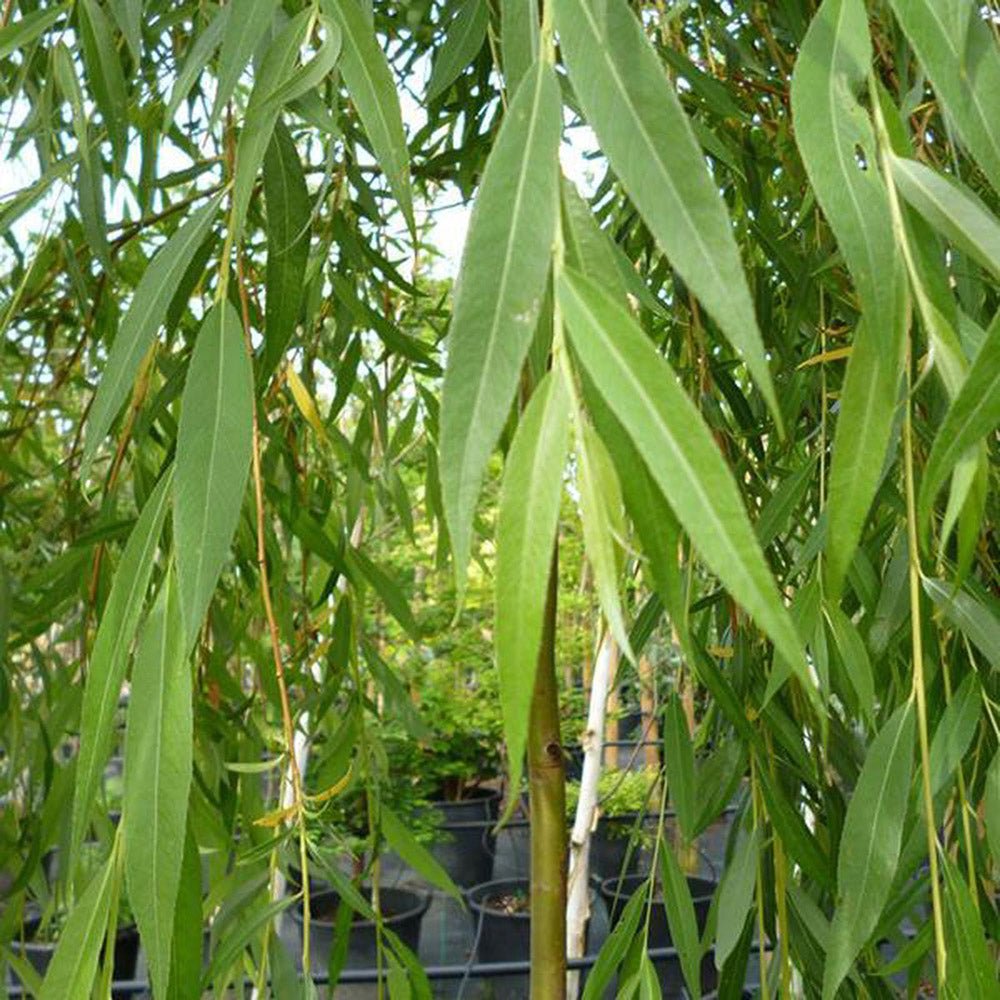 Salcia de Aur Plangatoare (Salix Sepulcralis Chrysocoma) - VERDENA-150-175 cm inaltime, livrat in ghiveci de 5 l
