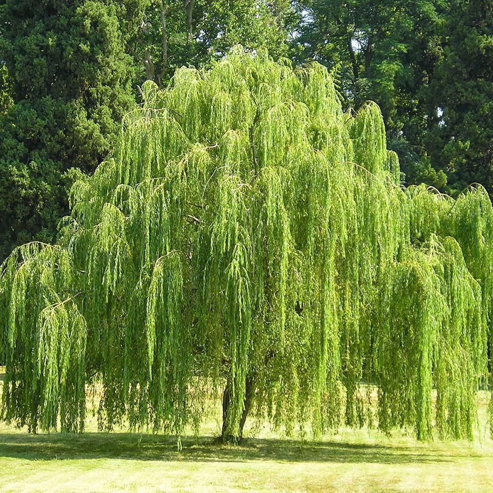 Salcie Babylonica, 140-160 cm inaltime, in ghiveci de 7.5 L