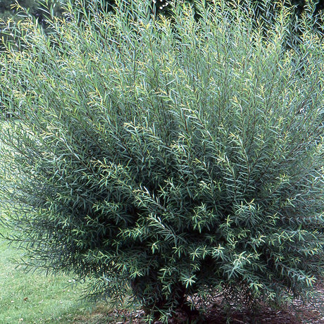 Salcie Purpurea - VERDENA-50-80 cm inaltime, in ghiveci de 2 L