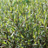 Salcie Purpurea Nana - VERDENA-30-40 cm inaltime, in ghiveci de 3 L