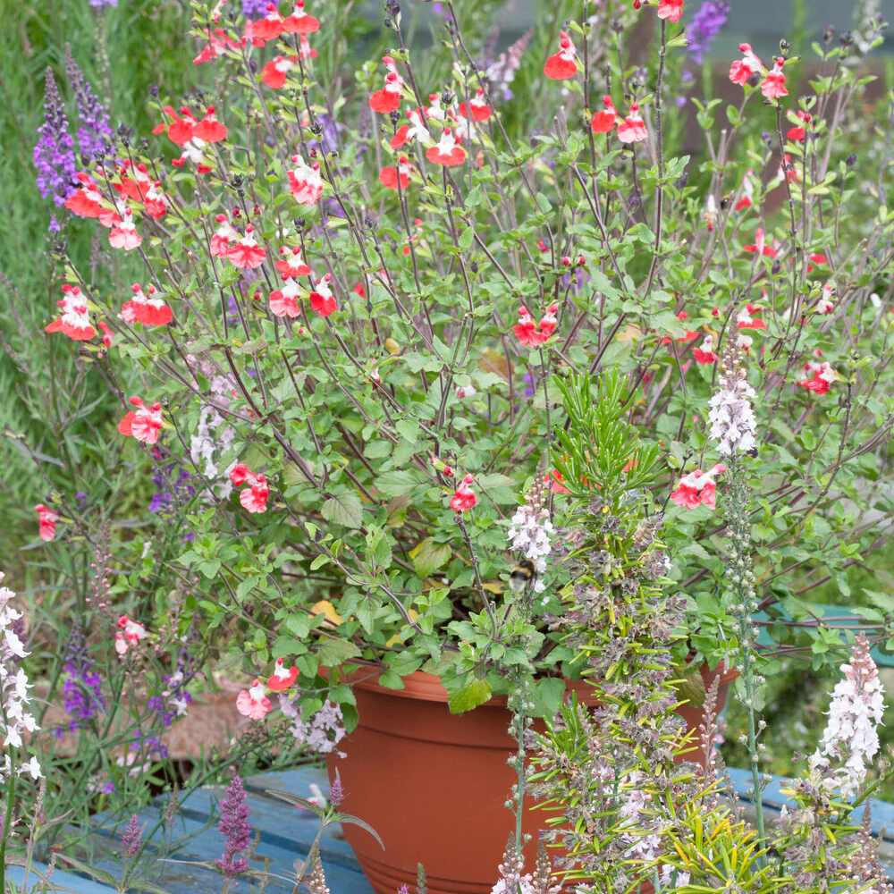Salvie de Padure Hot Lips, cu flori bicolore alb-rosu - VERDENA-10-15 cm inaltime, livrat in ghiveci de 0.7 l