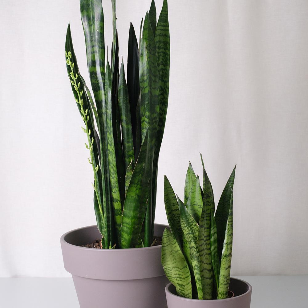 Sansevieria (Limba Soacrei) Black Coral - 30 cm