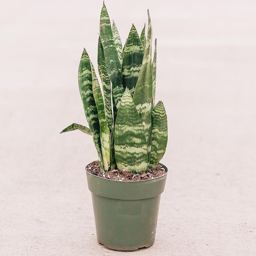 Sansevieria (Limba Soacrei) Black Coral - 30 cm