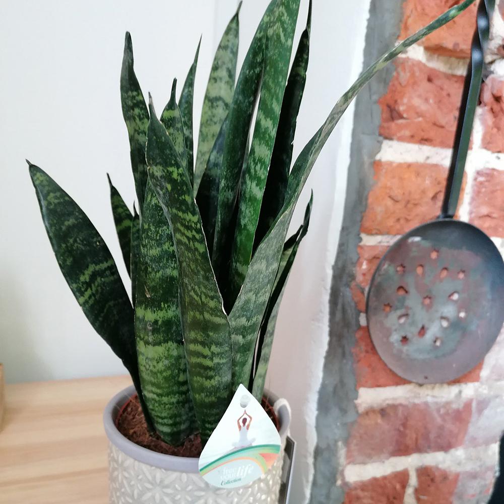 Sansevieria (Limba Soacrei) Black Coral - 30 cm