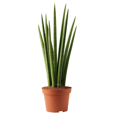 Sansevieria Cylindrica (Sulita Africana) Mikado - 35 cm - VERDENA-35 cm inaltime, livrat in ghiveci de 1.2 l