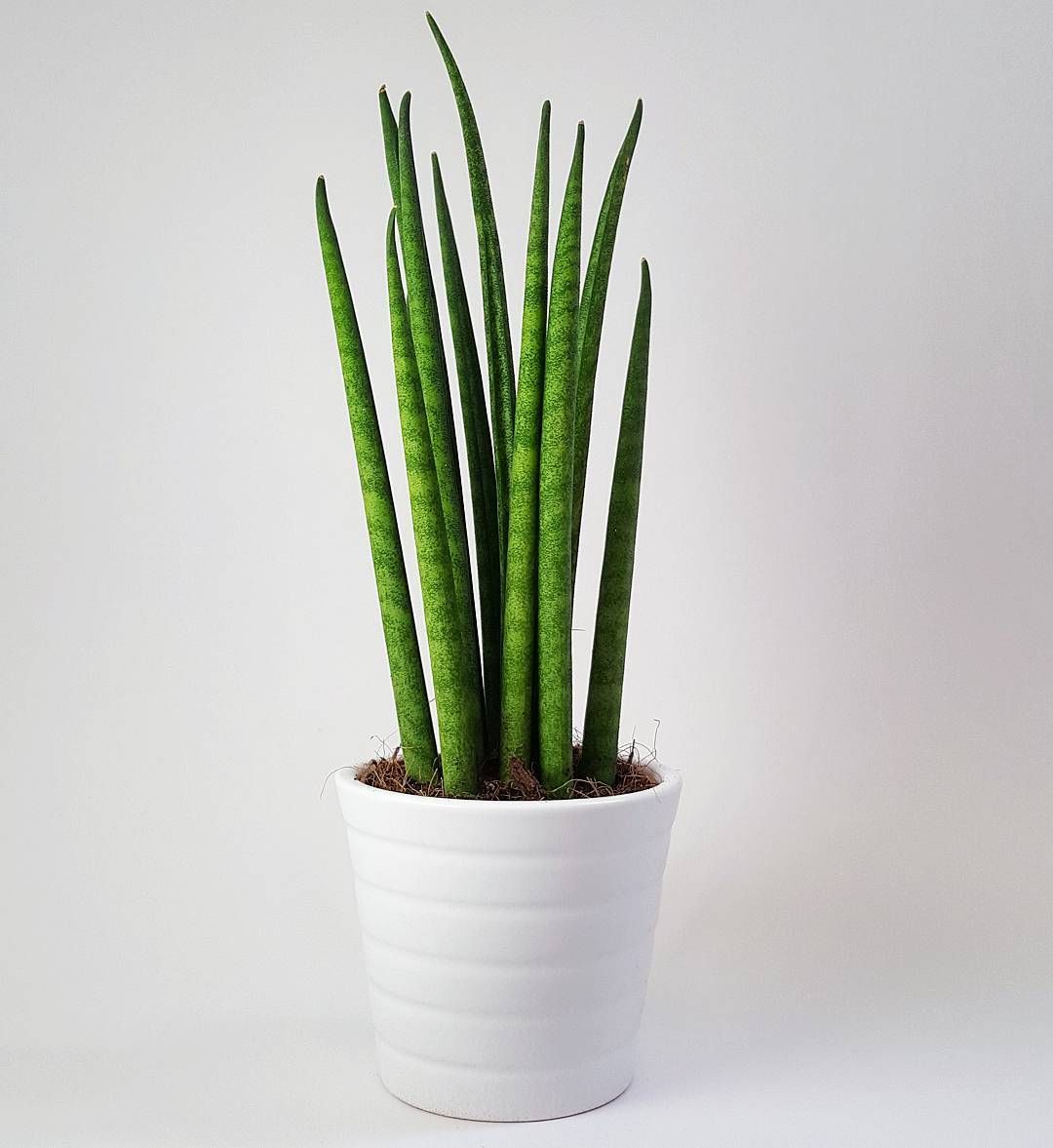 Sansevieria Cylindrica (Sulita Africana) Mikado - 55 cm - VERDENA-55 cm inaltime, livrat in ghiveci de 1.5 l