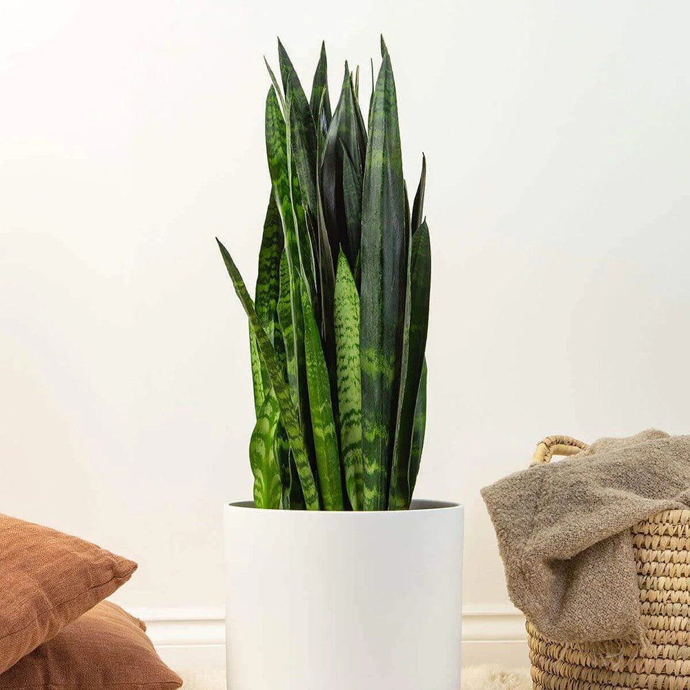 Sansevieria (Limba Soacrei) Black Coral - 65 cm
