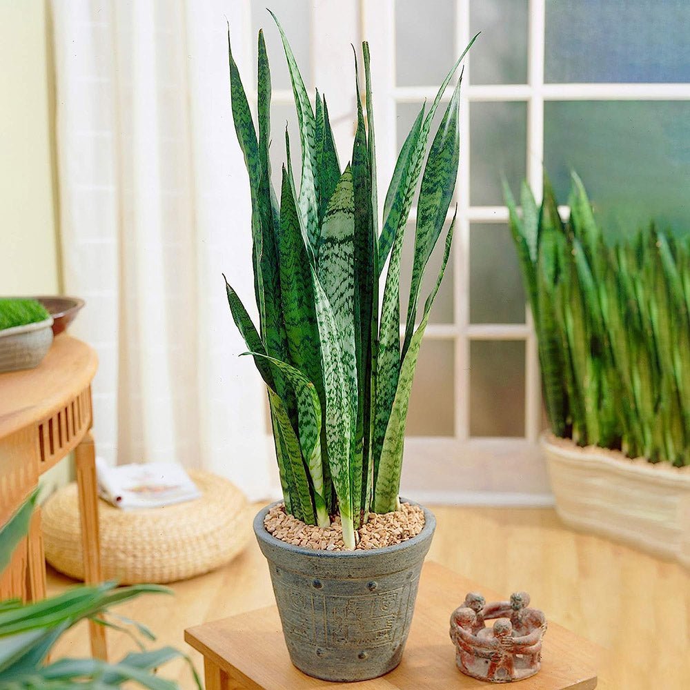 Sansevieria (Limba Soacrei) Black Coral - 65 cm