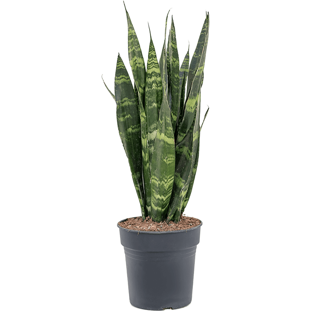 Sansevieria (Limba Soacrei) Black Coral - 65 cm