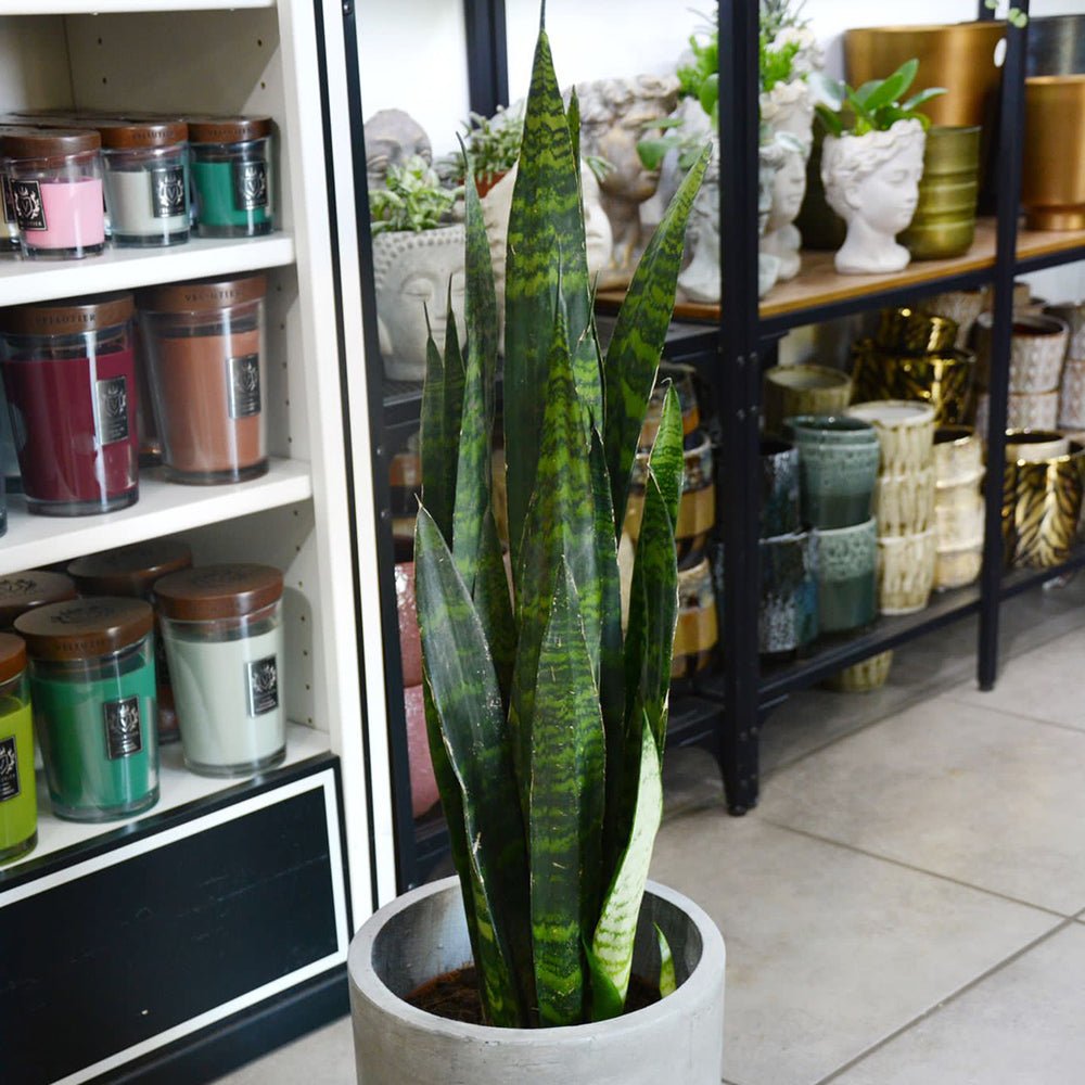 Sansevieria (Limba Soacrei) Black Coral - 75-85 cm