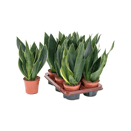 Sansevieria (Limba Soacrei) Black Diamond - 35 cm