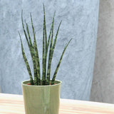 Sansevieria (limba soacrei) Fernwood Mikado, 25 cm la livrare, in ghiveci de Ø  8 cm