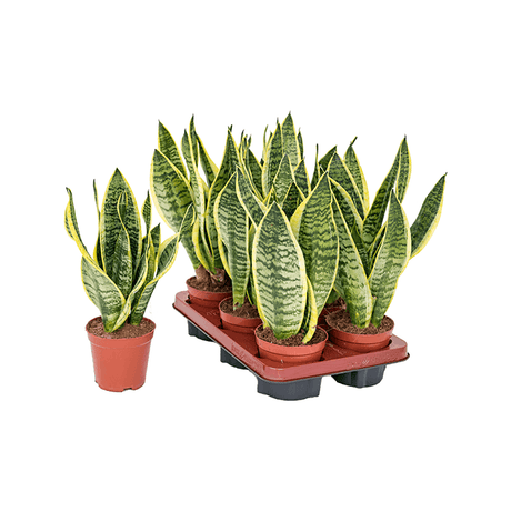 Sansevieria (limba soacrei) Futura Superba, 35 cm la livrare, in ghiveci de Ø 12 cm