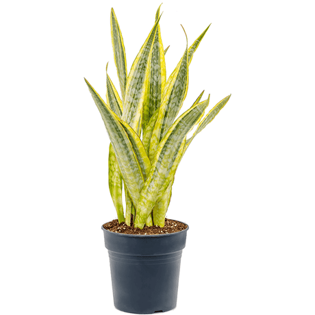 Sansevieria (Limba Soacrei) Lauren - 70 cm