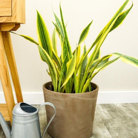 Sansevieria (Limba Soacrei) Lauren - 70 cm