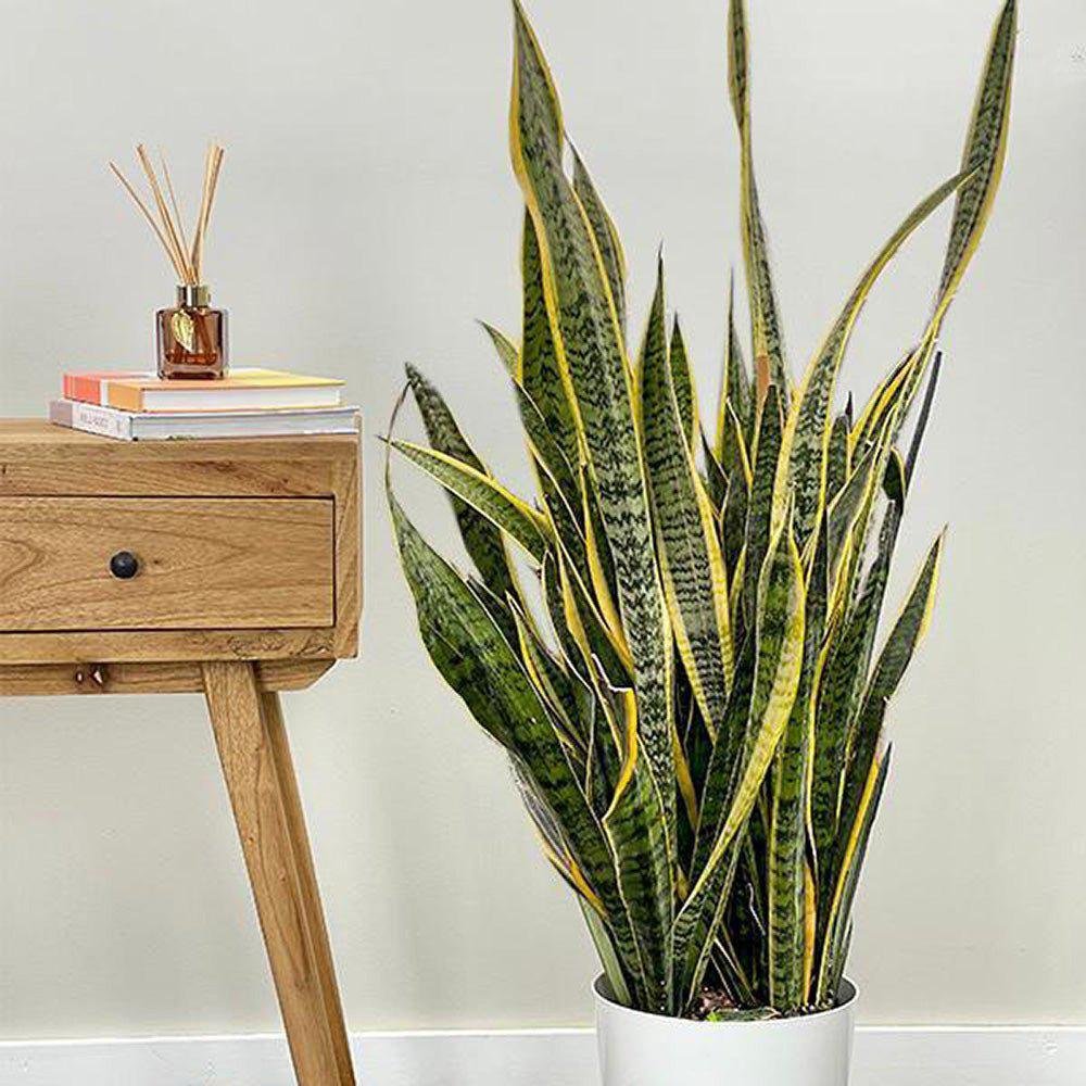 Sansevieria (Limba Soacrei) Laurentii - 100 cm - VERDENA-100 cm inaltime livrat in ghiveci de 9 l