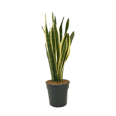 Sansevieria (limba soacrei) Laurentii - 100 cm - VERDENA-100 cm inaltime livrat in ghiveci de 12.5 l