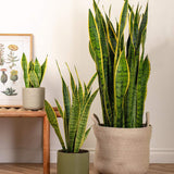 Sansevieria (Limba Soacrei) Laurentii - 100 cm - VERDENA-100 cm inaltime livrat in ghiveci de 9 l