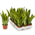 Black Friday - Reduceri Sansevieria (Limba Soacrei) Laurentii - 30 cm Promotie