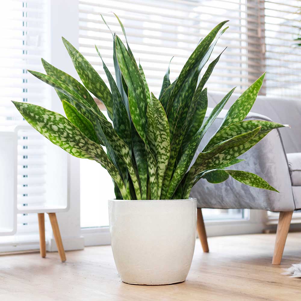 Sansevieria (limba soacrei) masoniana Dragon - 70-80 cm - VERDENA-80 cm la livrare in ghiveci 6 L