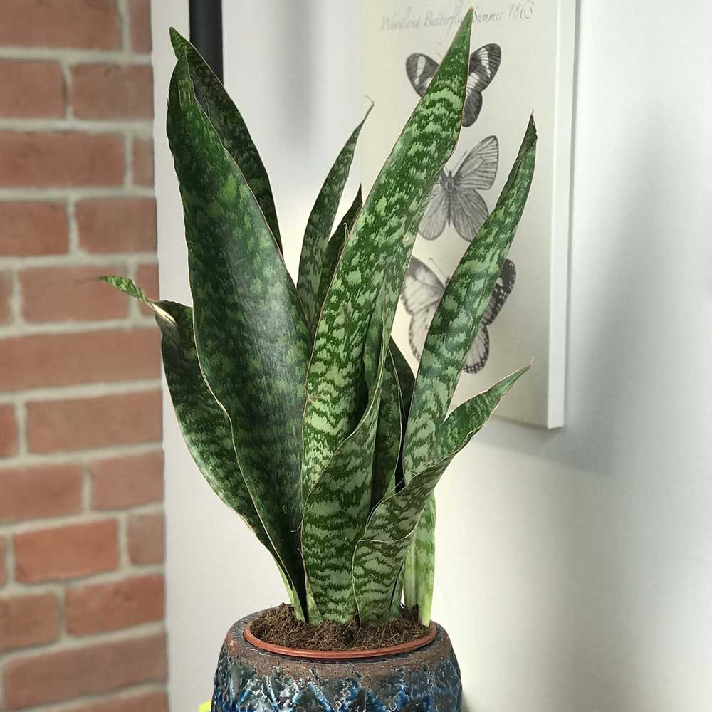 Sansevieria (limba soacrei) masoniana Dragon - 70-80 cm - VERDENA-80 cm la livrare in ghiveci 6 L