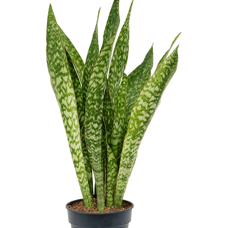 Sansevieria (limba soacrei) masoniana Dragon, 80 cm la livrare, in ghiveci Ø 21 cm