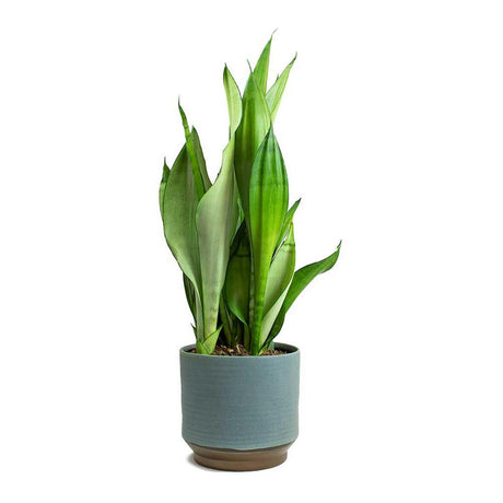 Sansevieria (limba soacrei) Moonshine, 30 cm la livrare, in ghiveci de Ø  9 cm