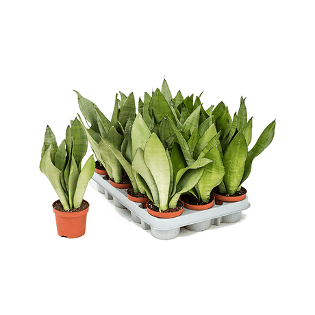 Sansevieria (Limba Soacrei) Moonshine - 30 cm
