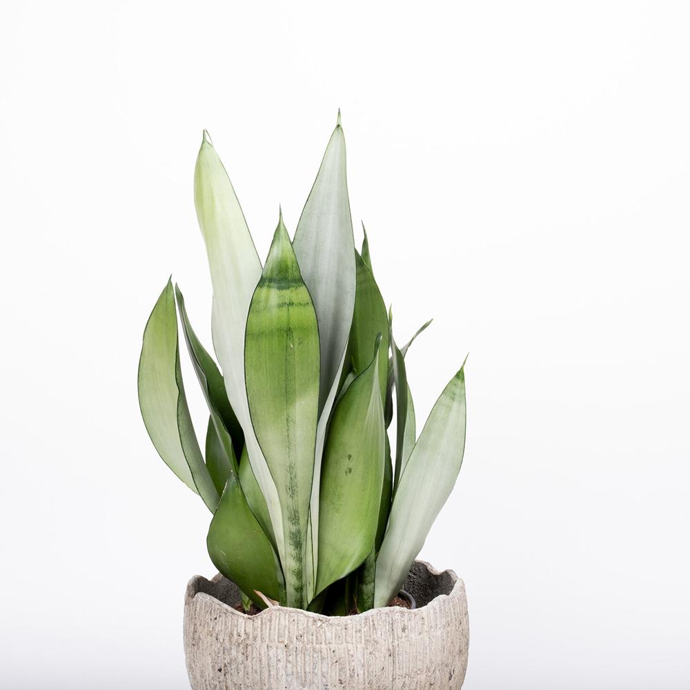 Sansevieria (Limba Soacrei) Moonshine - 60 cm - VERDENA-60 cm inaltime, livrat in ghiveci de 3 l