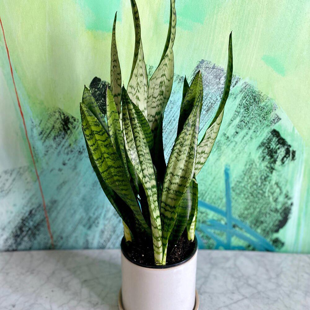 Sansevieria (Limba Soacrei) Zeylanica - 100 cm - VERDENA-100 cm inaltime, livrat in ghiveci de 9 l