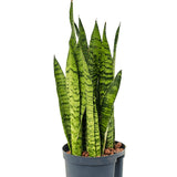 Sansevieria (Limba Soacrei) Zeylanica - 100 cm - VERDENA-100 cm inaltime, livrat in ghiveci de 9 l