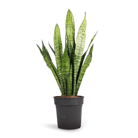 Sansevieria (Limba Soacrei) Zeylanica - 100 cm - VERDENA-100 cm inaltime, livrat in ghiveci de 9 l