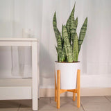 Sansevieria (Limba Soacrei) Zeylanica - 100 cm - VERDENA-100 cm inaltime, livrat in ghiveci de 9 l